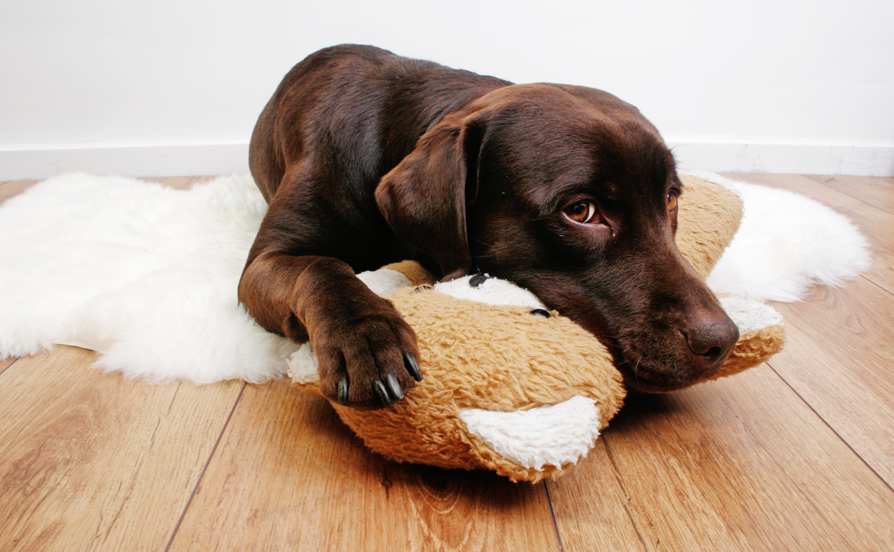 teddy labrador